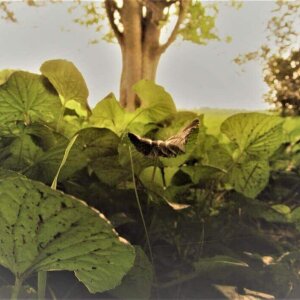 Bug's View