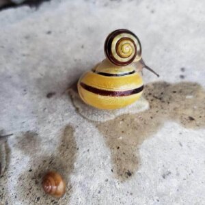 Snail love