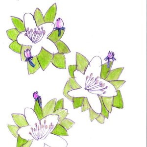 Crab Apple Flowers