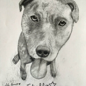Stella