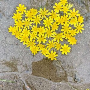 Floating Flowers