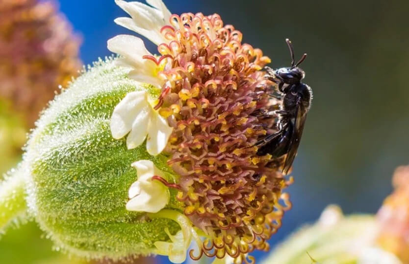 bee on a flower