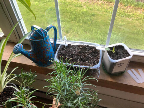 Little Gardeners: Home-Grown Connections to the Natural World