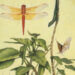 Picture of Art: Susan McDonnell - Dragonflies