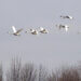 swans flying
