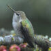 hummingbird