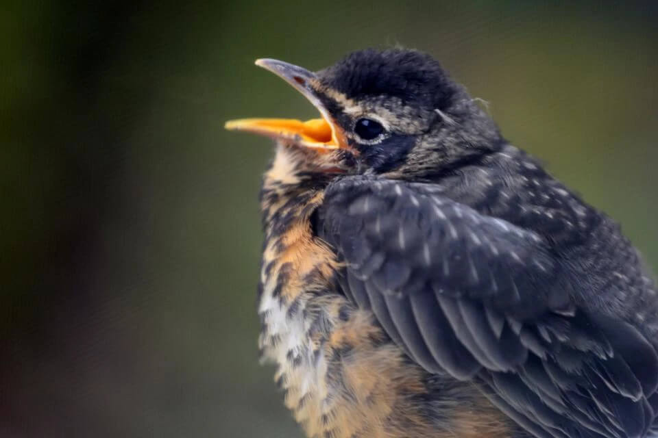 bird