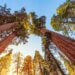 Redwood Trees