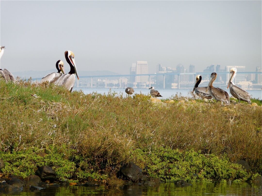 Herons in grass.