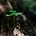 small green plant growing from the trunk of a tree